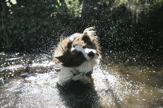Michoko, a border collie, takes a bath in stagnant water in the forest of Fos Repos in Ville d'Avray (Yvelines), on April 15, 2022.