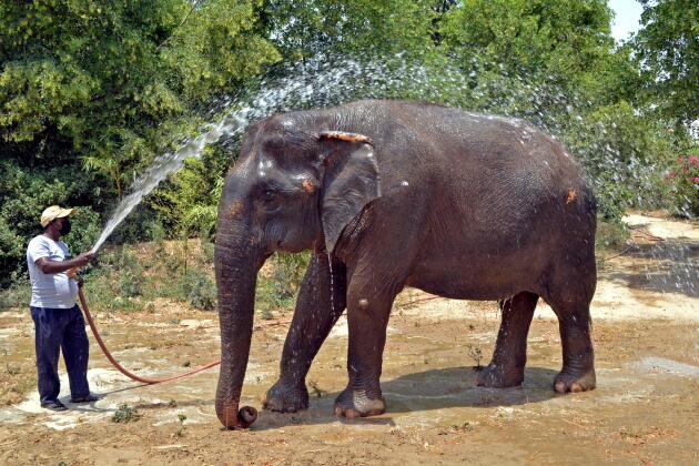 A trainer refreshes an elephant in Farah, Uttar Pradesh state, on May 1, 2022. 