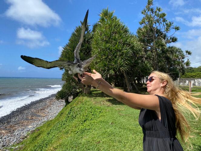 A Barau petrel is released by Samantha Renault, caretaker of the Réunion Ornithological Studies Society (SEOR), in Champ-Borne, Saint-André, on May 6, 2022.