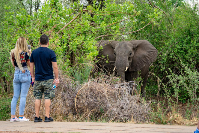 A tourist couple takes a picture of an elephant near the majestic Victoria Falls, a tourism attraction for Zimbabwe, Victoria Falls, on November 13, 2019. - A series of heat waves has dried most of the vegetation surrounding the UNESCO world heritage site leading to close human encounters with elephants. (Photo by ZINYANGE AUNTONY / AFP)