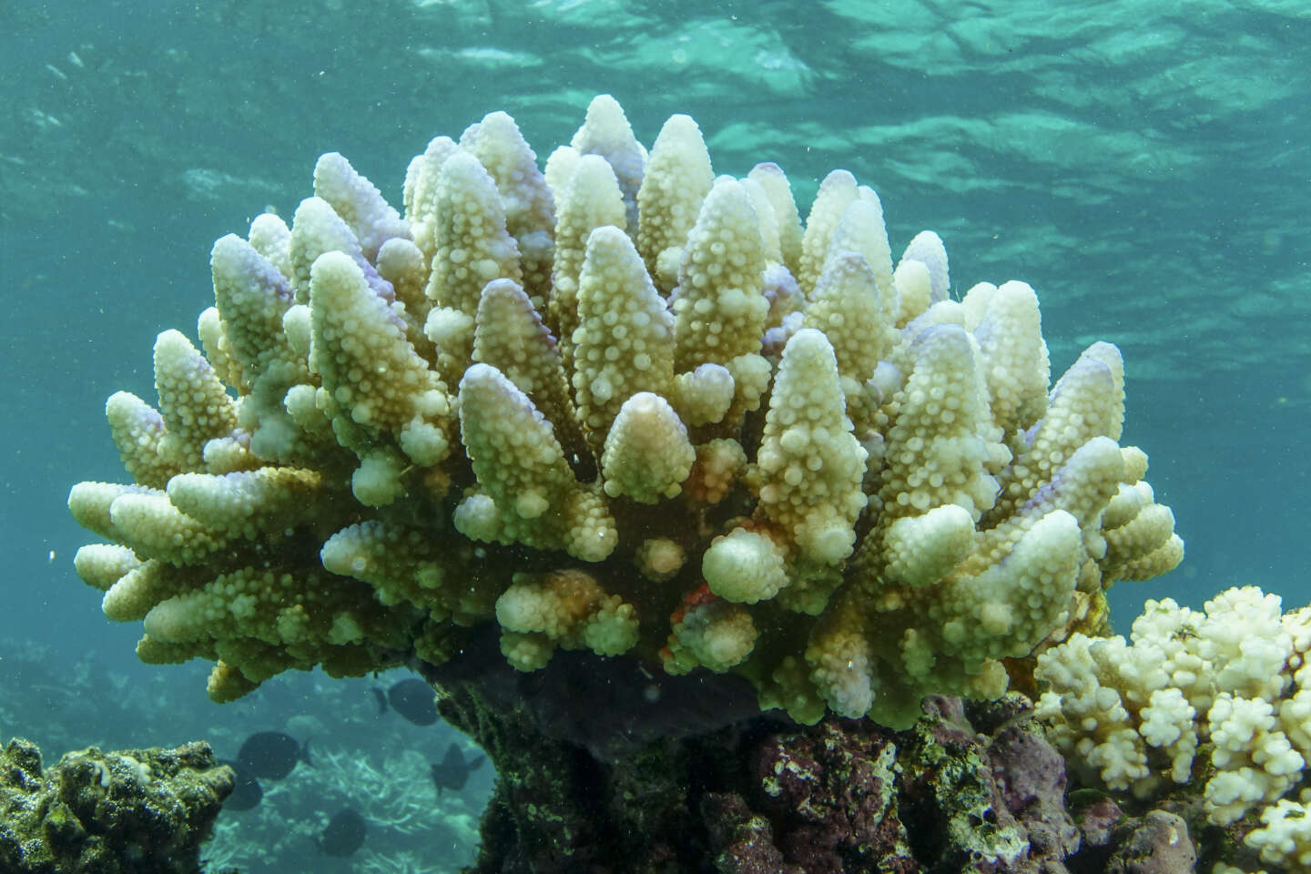 Fifth mass coral bleaching event in eight years underway on Australia's Great Barrier Reef