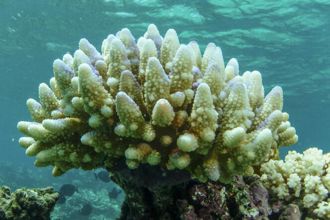Les coraux blanchis de la Grande Barrière de corail restent vivants et peuvent se rétablir si les conditions s’améliorent, selon un rapport publié le 10 mai 2022 par le gouvernement australien. 