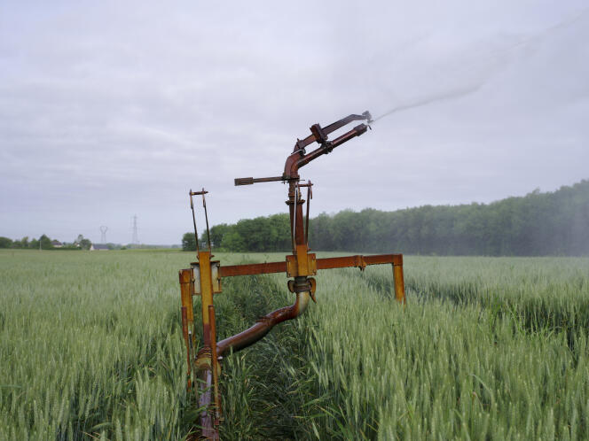 Un champ de blé exploité par Denis Asseray, à Gennes-Val-de-Loire, le 12 mai 2022. A l'instar d'un quart de sa production de blé, ce champ est exceptionnellement irrigué à cause de la sécheresse actuelle, causée par un manque de pluie durant la saison de recharge (l'hiver) et depuis début avril.