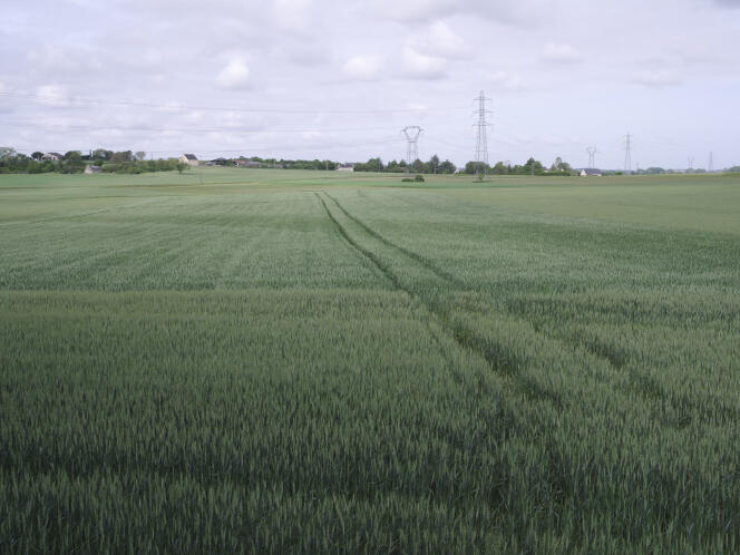 Un champ de blé, à Gennes-Val-de-Loire (Maine-et-Loire), le 12 mai 2022. Exceptionnellement, Denis Asseray arrose cette parcelle qui souffre de la sécheresse causée par le manque de pluie depuis cet hiver.
