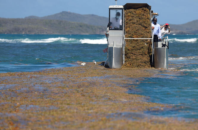 A special boat collecting sargassum seaweed off the coast of Robert on the island of Martinique, February 13, 2022.