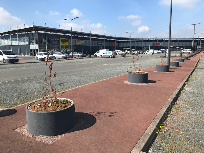 Des arbrisseaux ont été plantés à la hâte pour remplacer les arbres abattus sans concertation sur ce parking commercial près de Blois.