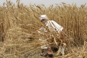 Récolte de blé, dans un champ près d’Amritsar, dans l’Etat indien du Pendjab, le 12 avril 2022.