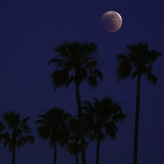 A lunar eclipse is seen above palm trees on Sunday, May 15, 2022, in Long Beach, Calif. (AP Photo/Ashley Landis)