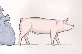 Cœur de porc dans un corps d’homme : où en est-on des xénogreffes ?