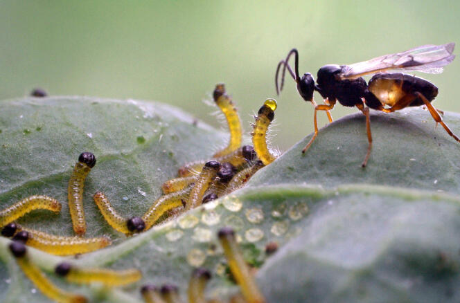 Sur un chou-fleur, la guêpe parasitoïde pond ses œufs dans les chenilles de piéride du chou.