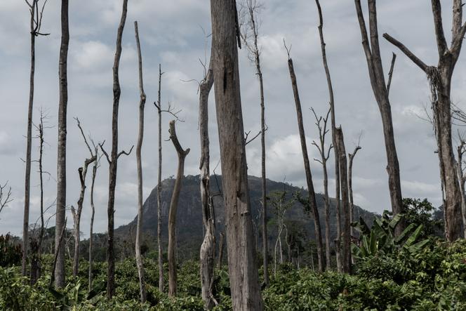 The Ivorian forest of Blolequin, in November 2020. The trees are burned by illegal planters to allow the cocoa trees (at the bottom of the image, they form a green canopy) to flourish.