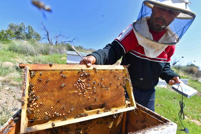 L’apiculteur Elias Chebbi avec ses ruches, installées dans les environs de Testour, au nord-ouest de Tunis, le 8 avril 2022.
