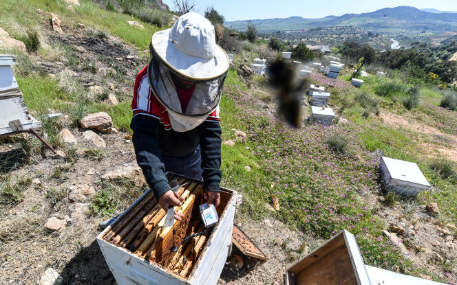 Elias Chebbi, apiculteur à Testour, place un capteur à infrarouge Smart Bee dans l’une de ses cent ruches afin de surveiller la santé des abeilles et le climat des ruches, le 8 avril 2022.
