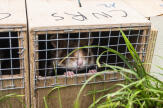 Le grand hamster d’Alsace, une espèce sous perfusion