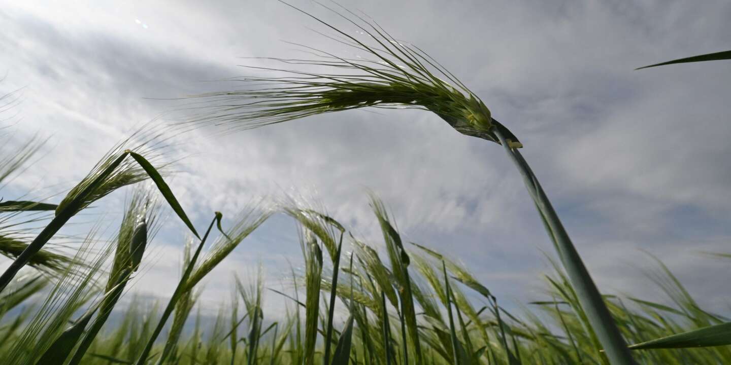 At the center of the debate between Q and Western countries is the question of Ukrainian grains