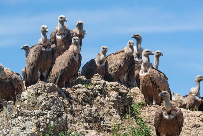 Group of griffon vultures during the quarry, in the Grands Causses, in August 2021.
