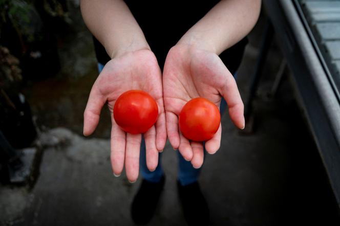 En esta foto proporcionada el 23 de mayo de 2022 por el Centro de Investigación John Innes en Greenwich, Reino Unido, un investigador sostiene un tomate genéticamente modificado para la vitamina D a la izquierda y un tomate normal a la derecha.