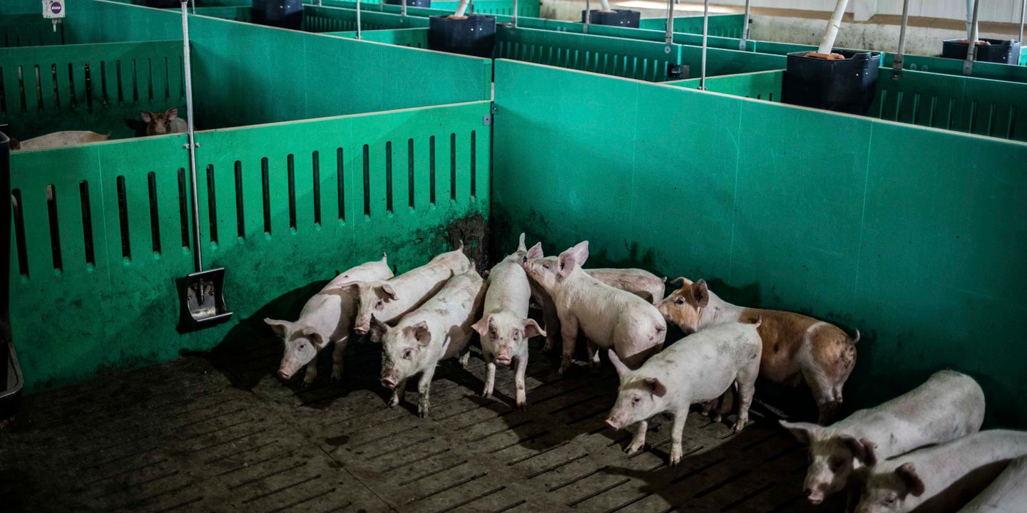 The pig 'macrofarms' taking over Spain