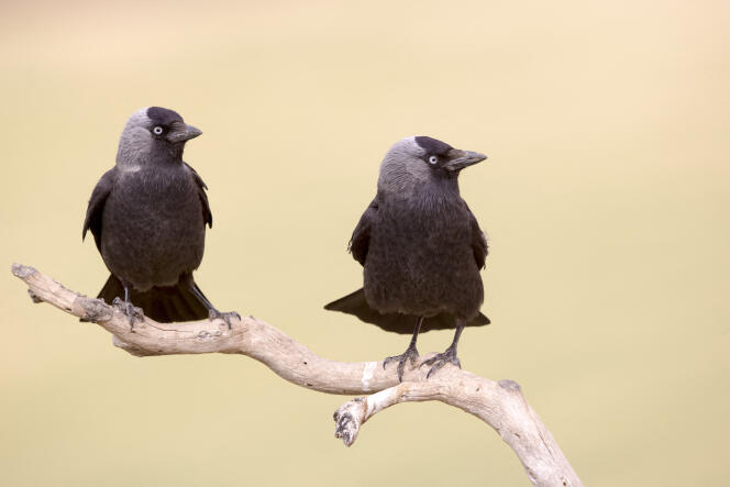 A pair of jackdaws (Coloeus monedula) on a branch, Catalonia, Spain, May 2015.