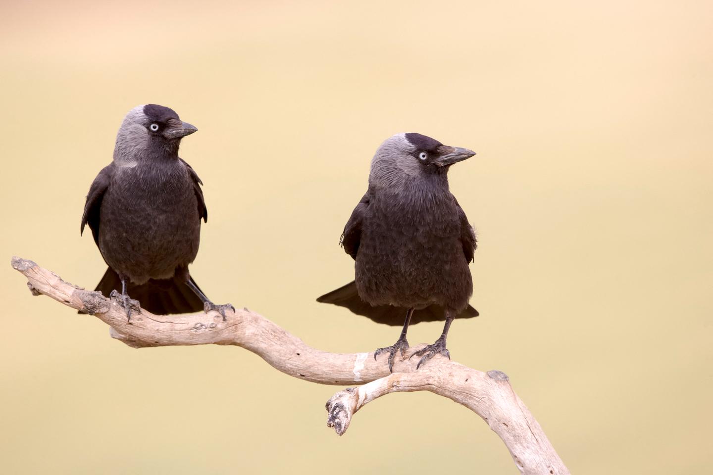 Birds near urban areas affected by antibiotic-resistant bacteria
