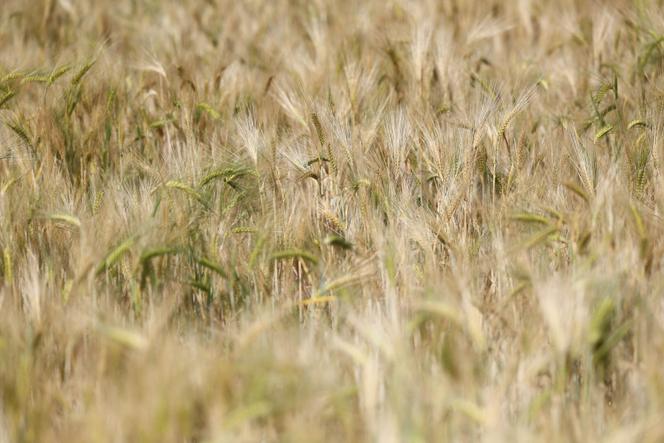 A Sandillon (Loiret), le 26 mai 2022.