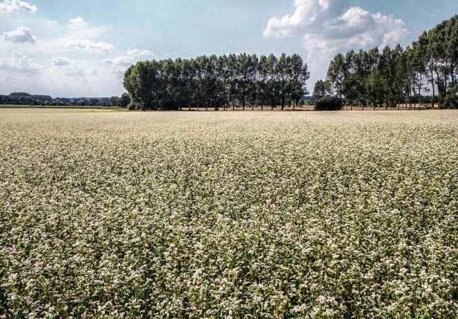 La asociación Blé Noir Tradition Bretagne está tratando de convencer a los agricultores para que relancen el cultivo del trigo sarraceno.