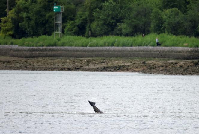 Una orca en el Sena, después de perderse en el río desde el mar y nadar desde Le Havre hasta Rouen, aquí en Jumièges (Seine-Maritime), 26 de mayo de 2022.