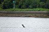 Une opération de sauvetage se précise pour l’orque en perdition dans la Seine