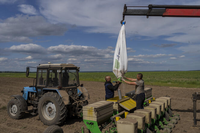 El 28 de mayo de 2022, los agricultores se preparan para plantar girasoles en un campo en Sergoska Losova, cerca de Kharkiv, Ucrania.