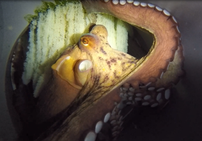 A female that lays almost hundreds of thousands of eggs, in the commercial octopus farm of the Nueva Pescanova company in O Grove, Galicia (Spain).