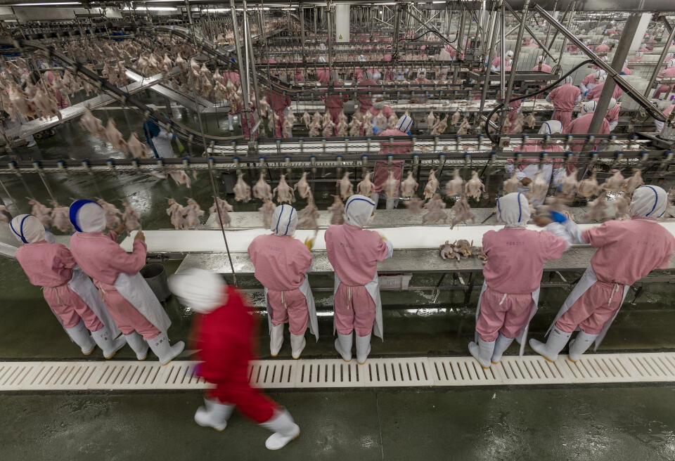 CP Group's chicken facility processes 120 million chickens per year (today 200,000, pre-holiday periods up to 400,000) with over 2,000 employees working a single eight-hour shift. 90% of their chicken is for domestic consumption and 10% for other parts of Asia. All parts of the chickens are used, even the chicken fat is used in paint, and the feathers are processed into powder for animal food. The internal organs, feet, and heads are sold for human consumption. In 2013 there was a poultry health scare/scandal in China which depressed demand, but by 2015 chicken consumption had increased 20%. This facility supplies most of the major fast-food brands in China, including McDonald's, KFC, Burger King, Pizza Hut, Papa Johns, Tyson, Walmart, Metro, Carrefour, etc.