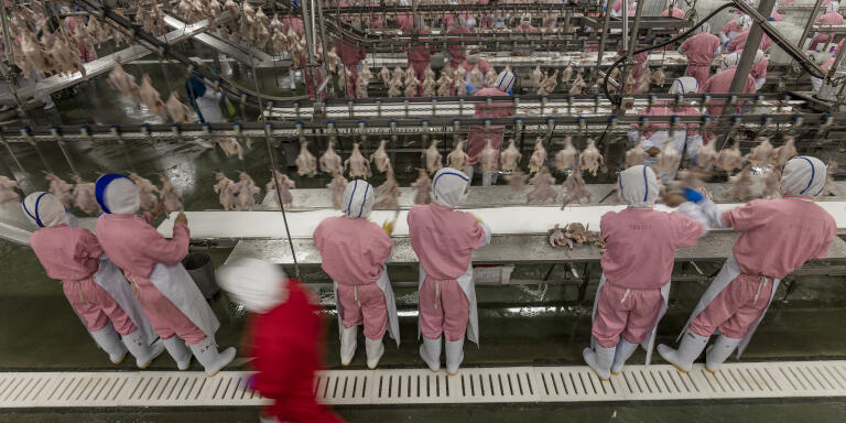 CP Group's chicken facility processes 120 million chickens per year (today 200,000, pre-holiday periods up to 400,000) with over 2,000 employees working a single eight-hour shift. 90% of their chicken is for domestic consumption and 10% for other parts of Asia. All parts of the chickens are used, even the chicken fat is used in paint, and the feathers are processed into powder for animal food. The internal organs, feet, and heads are sold for human consumption. In 2013 there was a poultry health scare/scandal in China which depressed demand, but by 2015 chicken consumption had increased 20%.  

This facility supplies most of the major fast-food brands in China, including McDonald's, KFC, Burger King, Pizza Hut, Papa Johns, Tyson, Walmart, Metro, Carrefour, etc.