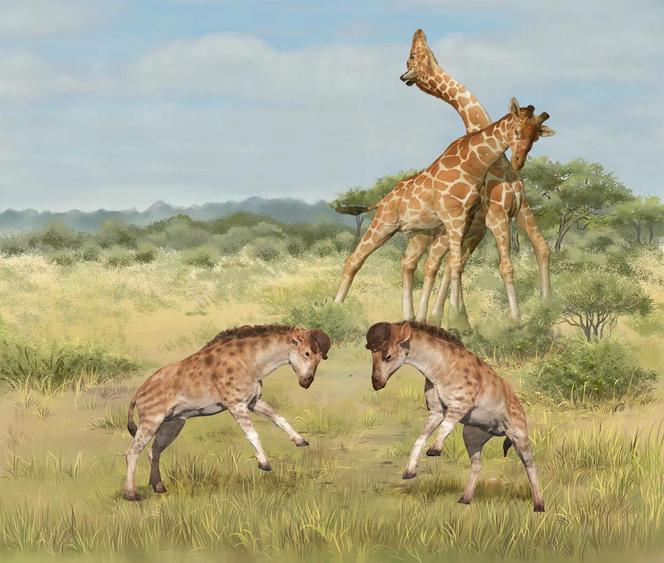 Giraffes may have developed their long necks for sexual competition