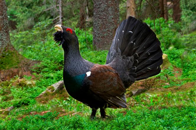 Le grand tétras des Pyrénées ne pourra plus être chassé en France jusqu’en 2027, sauf « si de nouvelles données rendent compte d’une évolution suffisamment favorable de [son] état de conservation ».