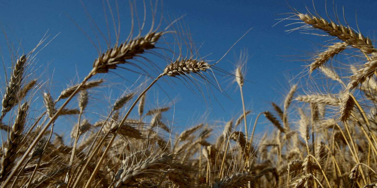 Turkish President Erdogan “hopes” to resume grain exports from Ukraine