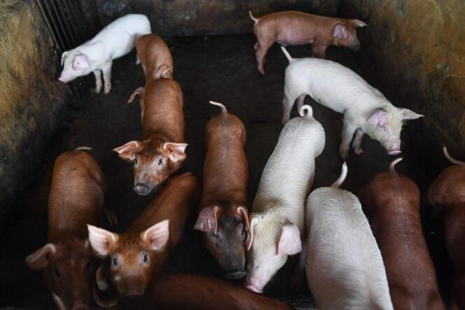 Des porcs dans un enclos d’une ferme à la périphérie de Hanoï, le 2 juin 2022.