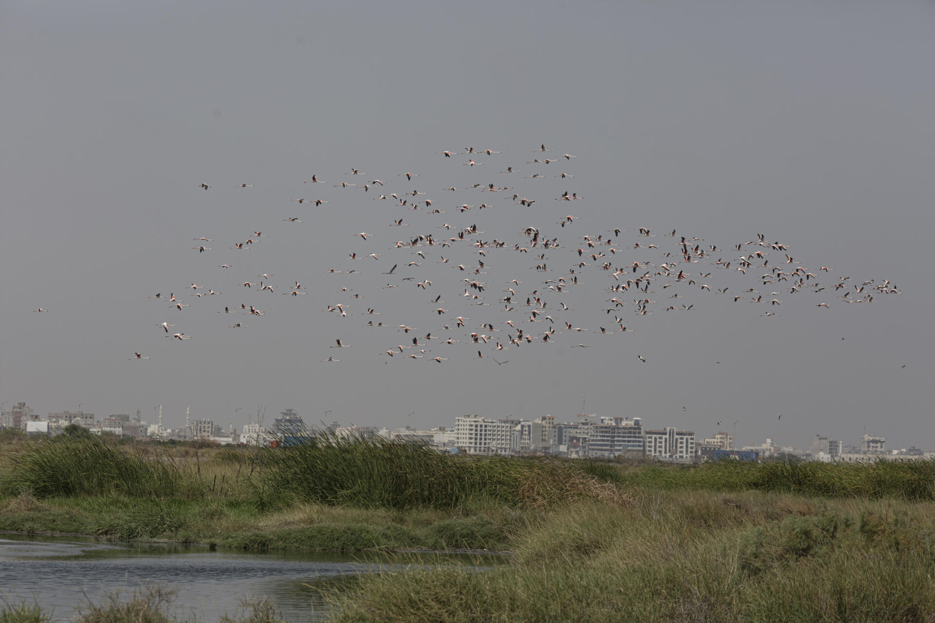 Flamingos take flight in the Al-Heswa nature reserve in Aden, Yemen, on February 23, 2022.