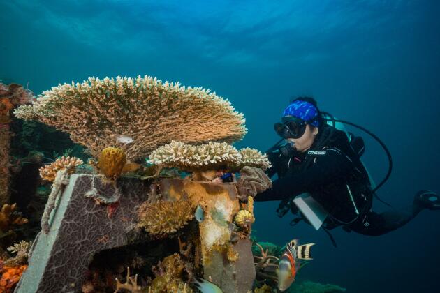 Restauration réussie là où le récif corallien avait été détruit par des pratiques de pêche abusives à la dynamite. Après six années, les boutures de coraux se sont bien développées et des polypes de coraux naturels se sont également fixés sur les supports en béton (2022).