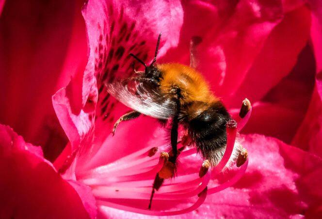 A bumblebee collects pollen from a rhododendron flower in a garden outside Moscow on June 1, 2021.