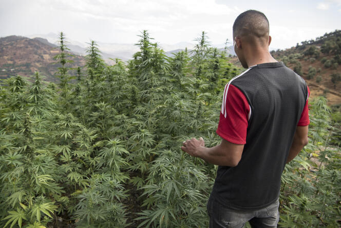 Un champ de cannabis près de la ville de Ketama, dans la région du Rif, au nord du Maroc, en septembre 2019.