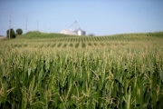 Un champ de maïs à Wyanet, dans l’Illinois, aux Etats-Unis, le 6 juillet 2018.  