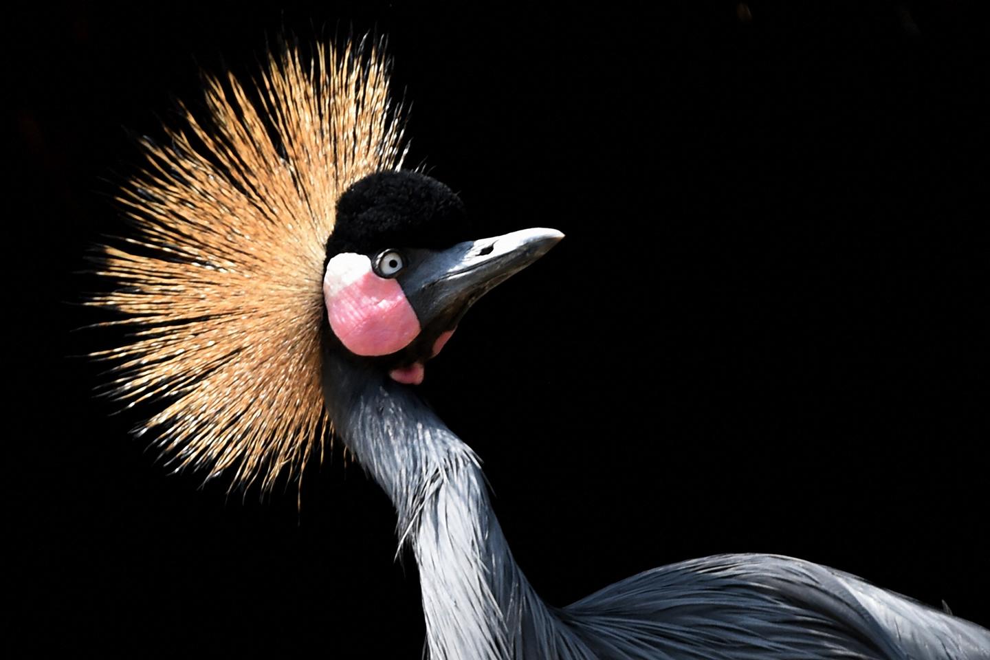 En Afrique de l’Ouest, des musiciens volent au secours des oiseaux menacés