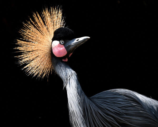 A crowned crane at the Los Angeles Zoo in 2016. Classified as 
