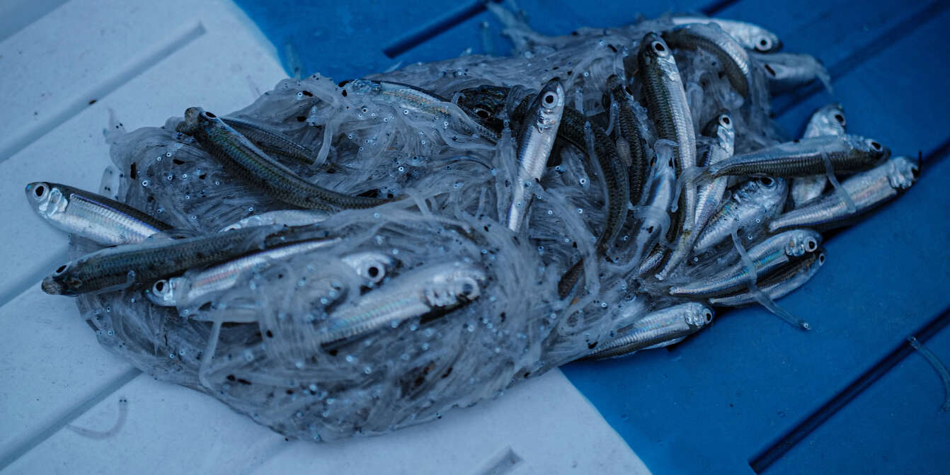Souffrances des poissons pêchés: vers la fin d'un impensé