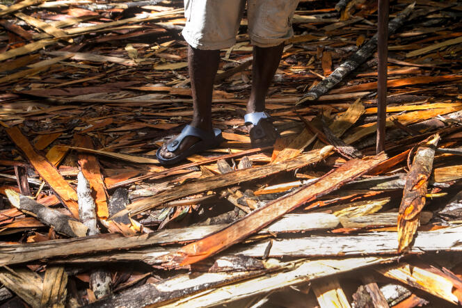 Une quantité importante de copeaux de bois laissés par des coupeurs de bois précieux dans la forêt de Vohibola, près du village de Manambato, à Madagascar, en mars 2019. 