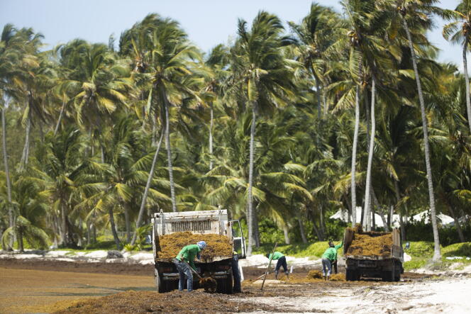 Removal of sargassum, brown seaweed, on a beach in Punta Cana, Dominican Republic, on June 2.