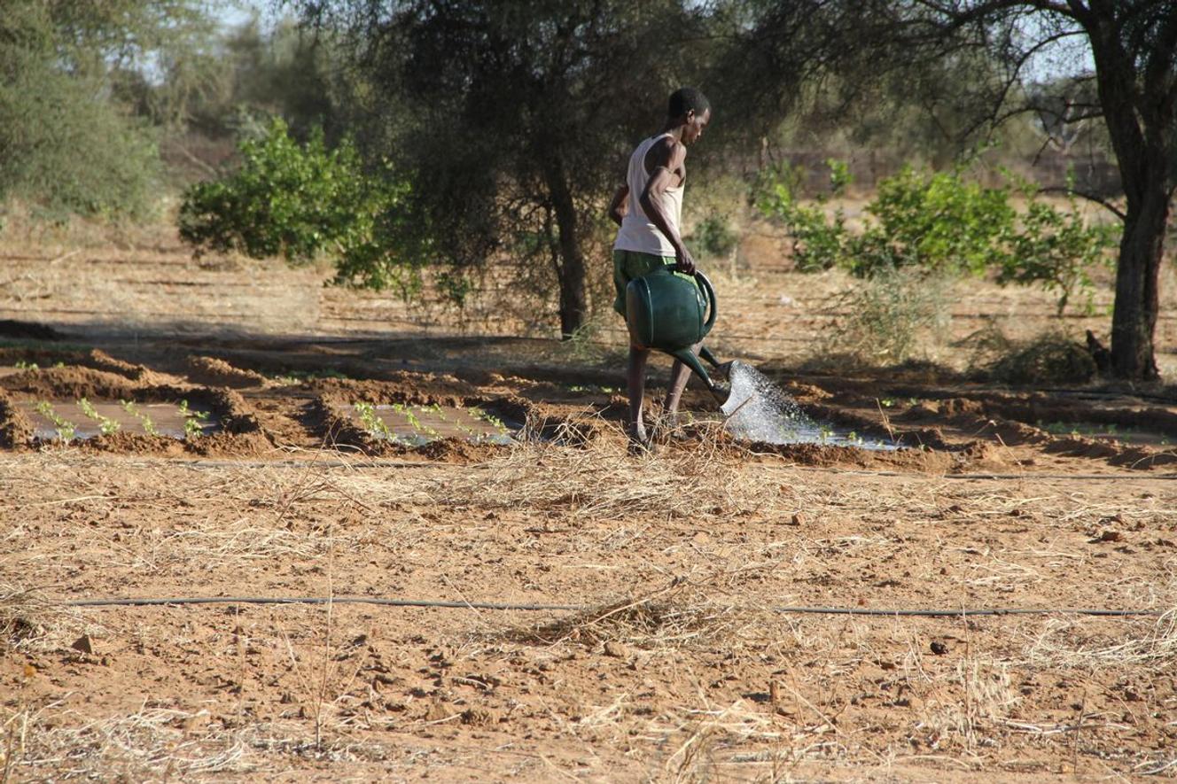 Un agriculteur arrose ses plants, en Afrique.