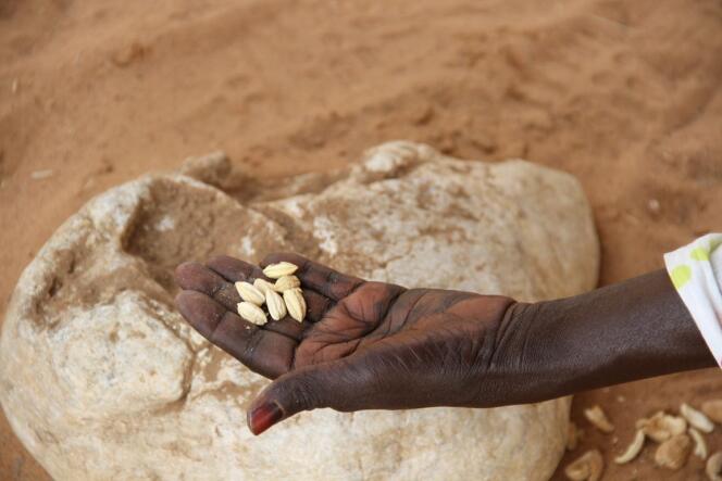 En Afrique, des programmes sont lancés pour permettre aux populations de se nourrir. 