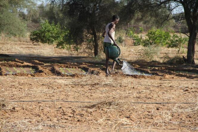 Un agriculteur arrose ses plants, en Afrique.