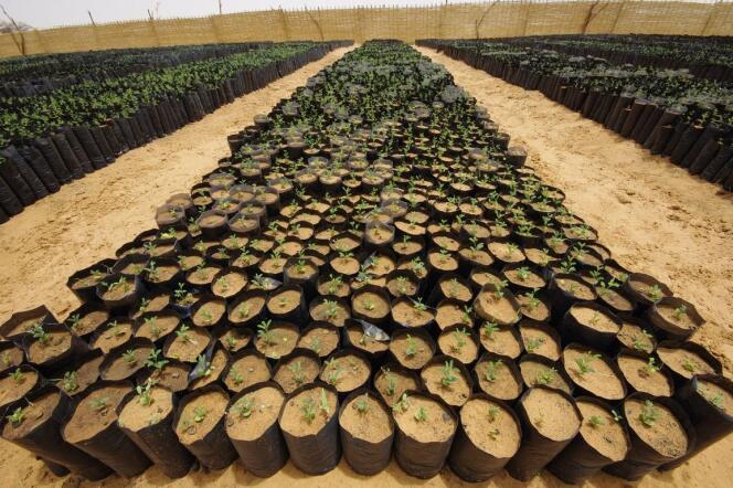 Des pousses d’arbres prêtes à être plantées en Afrique dans le cadre de la Grande Muraille verte. 